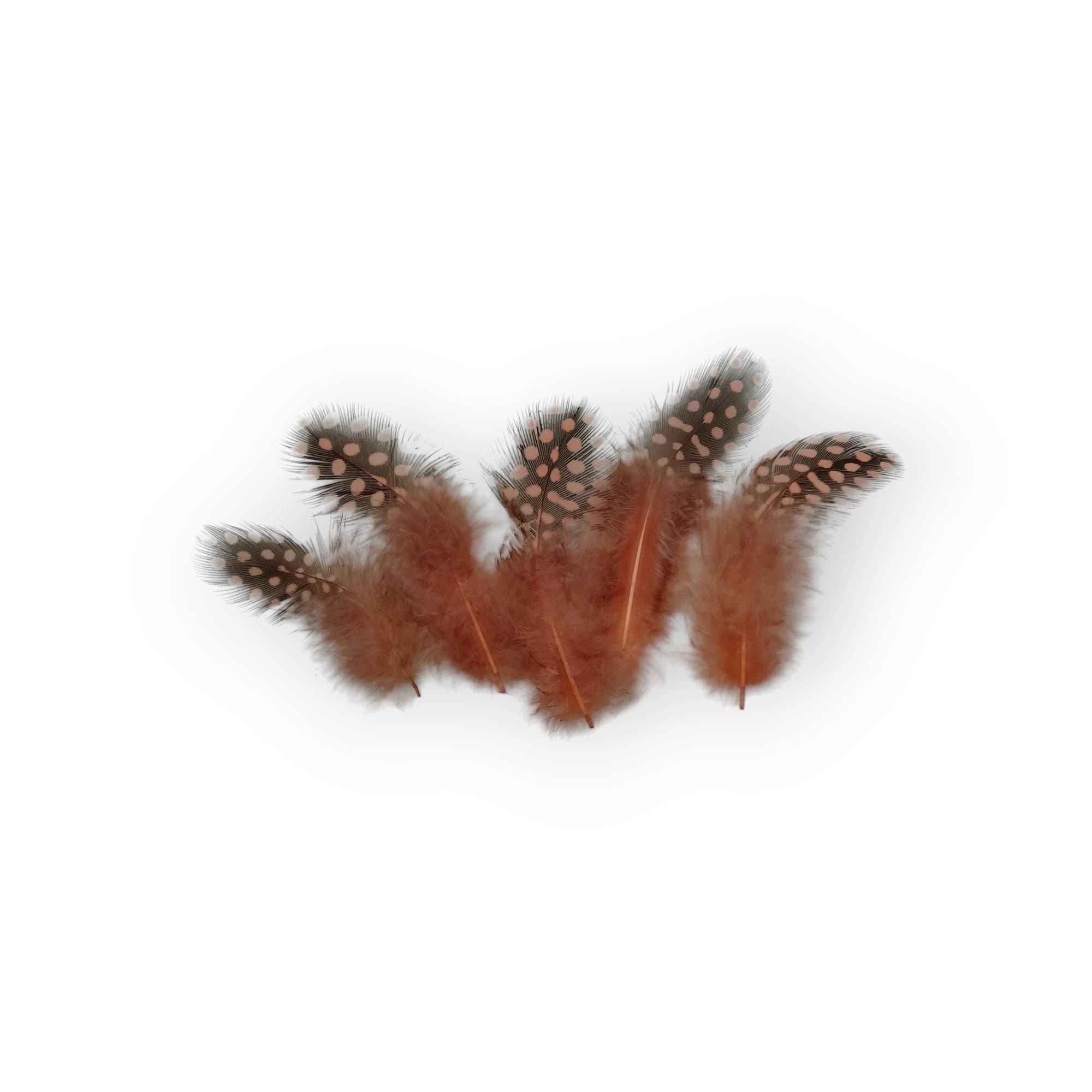 Feathers Peach