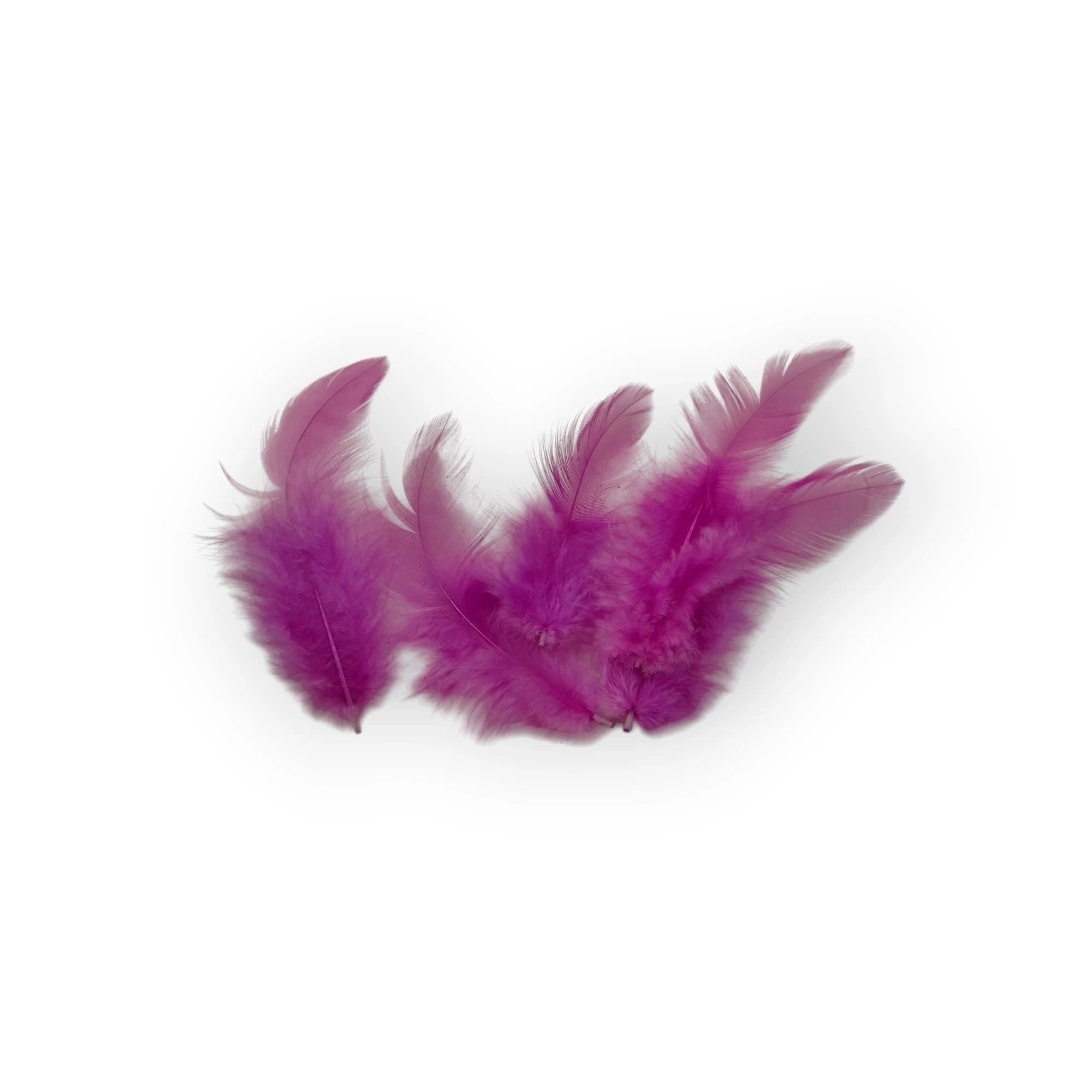 Feathers Purple