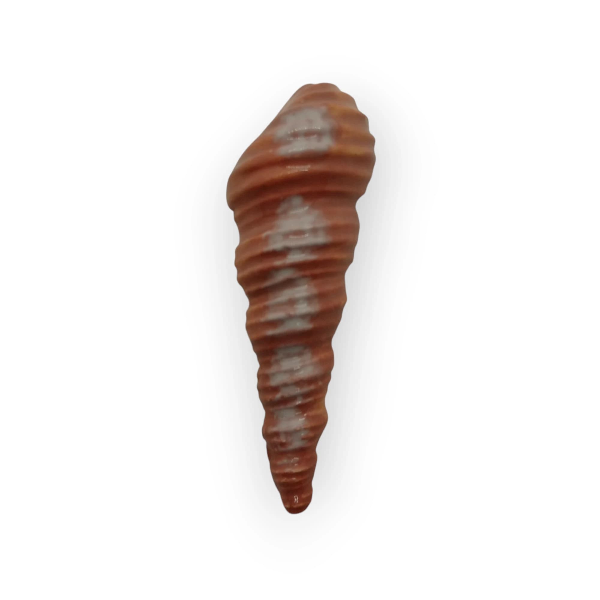 Glazed Ceramic Auger Shell Light Brown