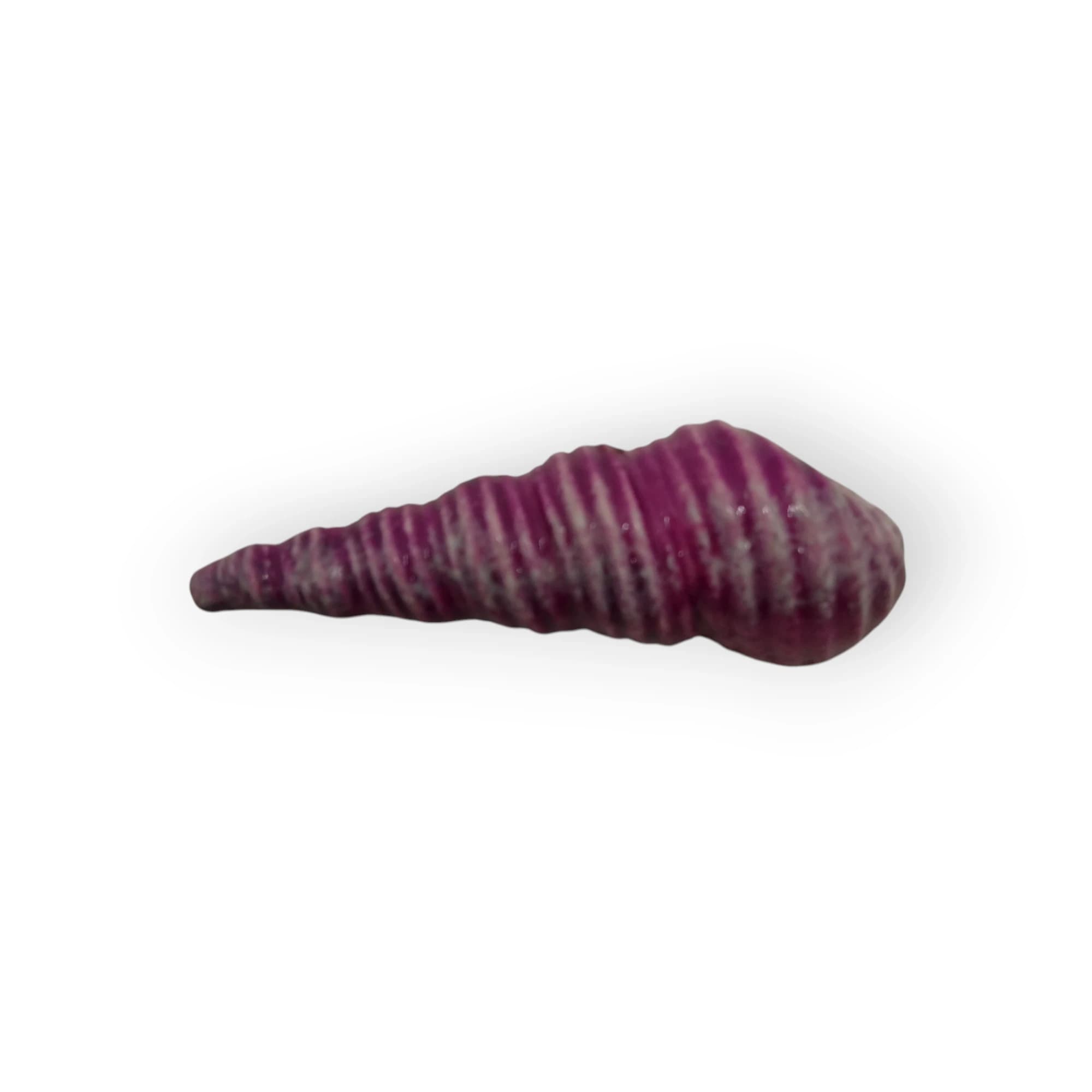 Glazed Ceramic Auger Shell Light Purple